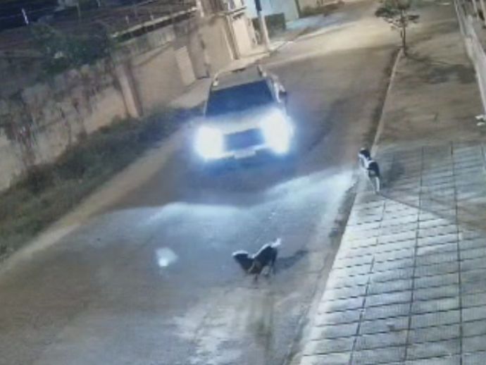 Motorista que atropelou cachorro propositalmente se torna r&eacute;u em Alagoas
