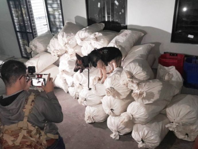 Quase uma tonelada de maconha é apreendida no Agreste