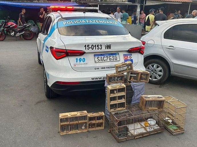 Opera&ccedil;&atilde;o "P&aacute;ssaro Livre" resgata 112 p&aacute;ssaros silvestres em Macei&oacute;