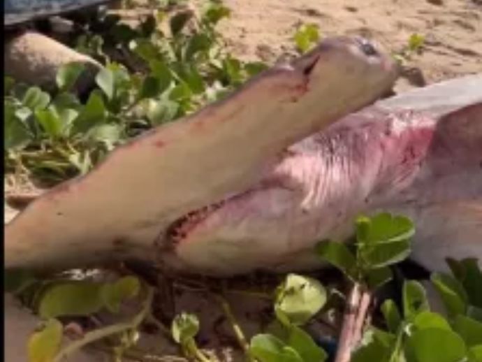 Tubar&atilde;o-Martelo &eacute; encontrado morto por populares na Praia de S&atilde;o Bento, Maragogi