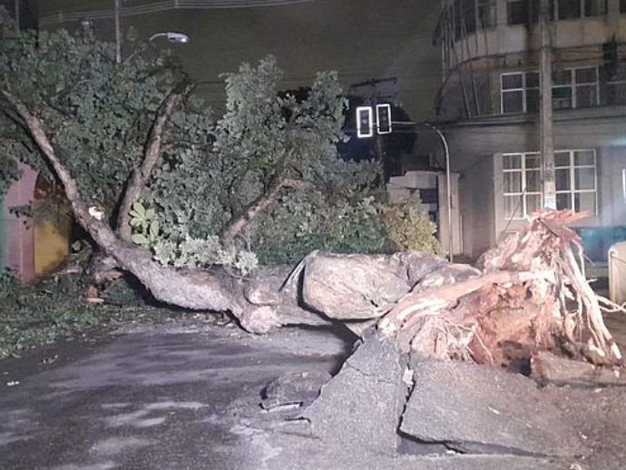 &Aacute;rvore centen&aacute;ria de 10 metros de altura, cai no Centro de Macei&oacute;.