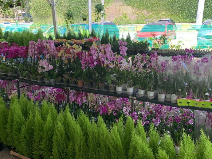 P&aacute;tio do Carmo recebe Festival Flores de Holambra nesta sexta-feira (26)