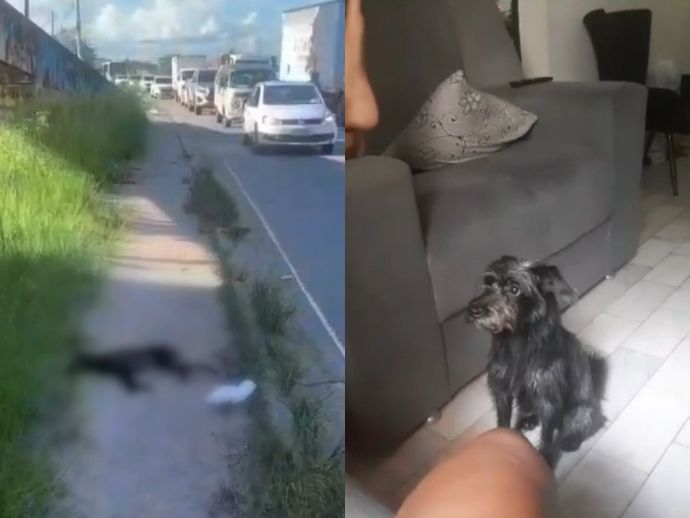 Mulher denuncia neglig&ecirc;ncia de cuidador de plataforma digital ap&oacute;s cachorro morrer atropelado