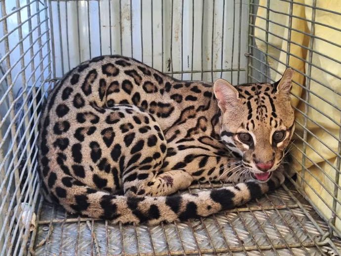 Jaguatirica &eacute; resgatada em estacionamento de supermercado em Uni&atilde;o dos Palmares