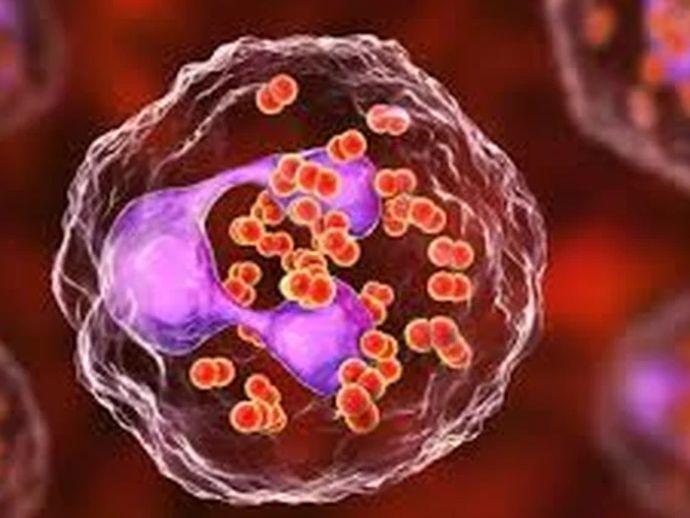 Not&iacute;cia sobre mortes por meningite em Macei&oacute; gera alerta, mas SMS descarta surto