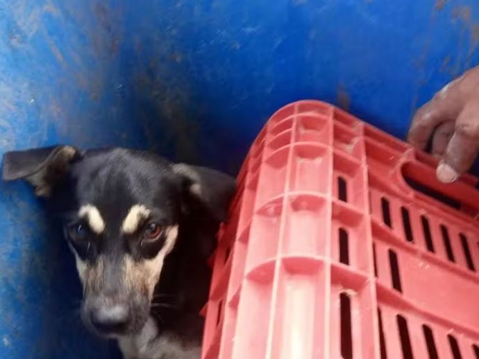 S&iacute;ndico e zelador de condom&iacute;nio em Macei&oacute; s&atilde;o indiciados por maus-tratos ap&oacute;s jogarem cadela na lixeira