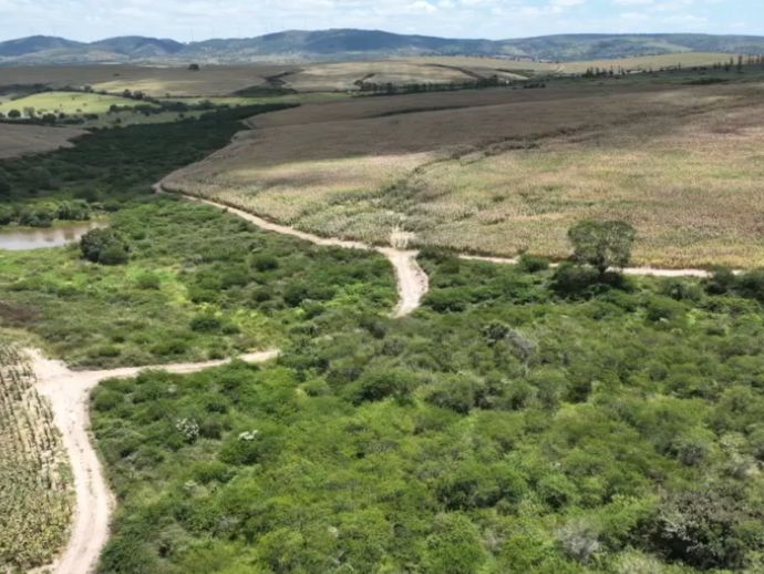 Desmatamento na Mata Atl&acirc;ntica: Pernambuco registra mais de 670 hectares suprimidos em 2024