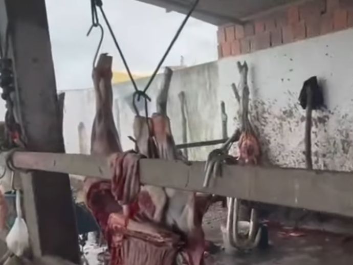Pol&iacute;cia Civil de Pernambuco fecha matadouro clandestino em Tracunha&eacute;m