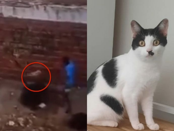 Gata é encontrada morta e com sinais de enforcamento em Candeias