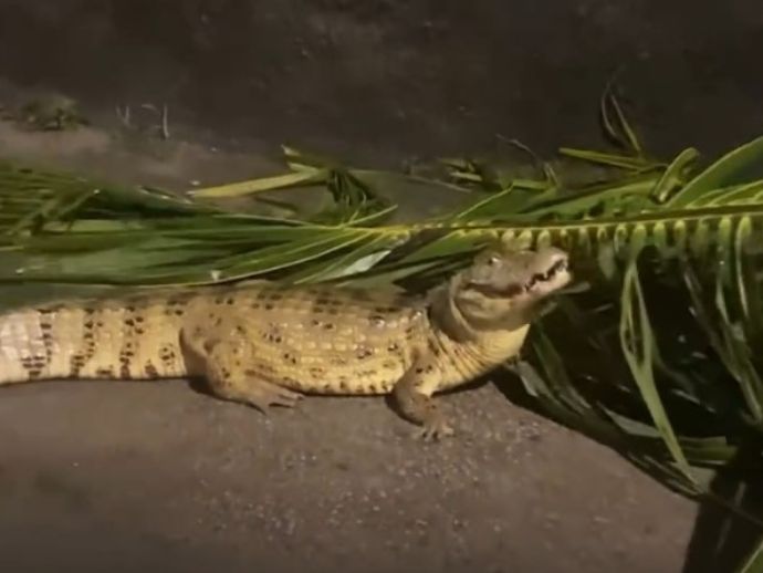 Fortes chuvas em Macei&oacute; impactam fauna local; jacar&eacute; e c&aacute;gados s&atilde;o resgatados