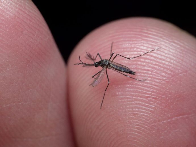 Alagoas anuncia queda nos casos de dengue nos primeiros meses do ano