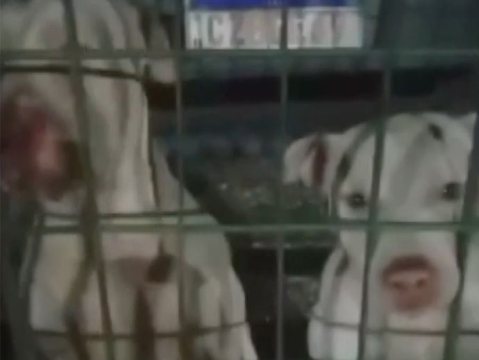 Criança de 2 anos fica gravemente ferido após ser atacado por cães da raça pitbull