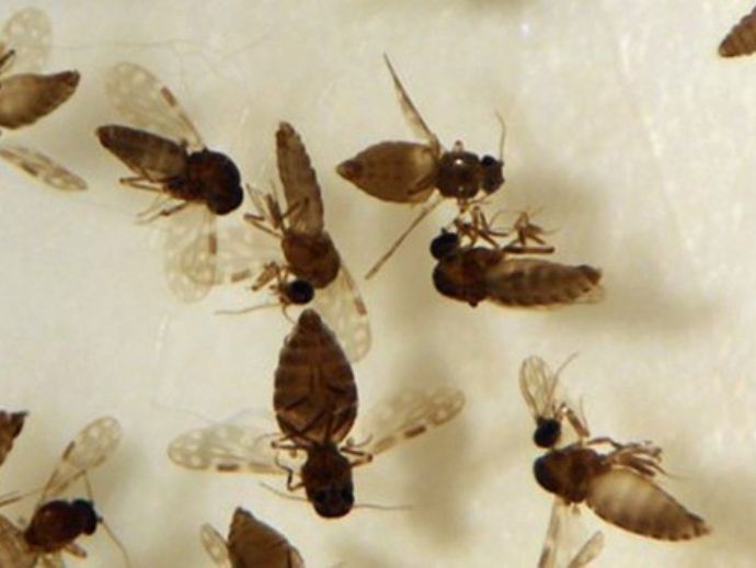 Primeira morte por Febre do Oropouche em adulto é confirmada em Pernambuco