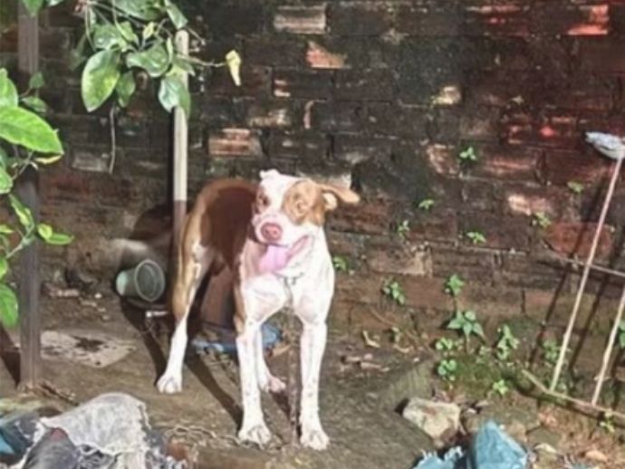 Bebê de três meses morre após ataque de pitbull em São Lourenço da Mata (PE)