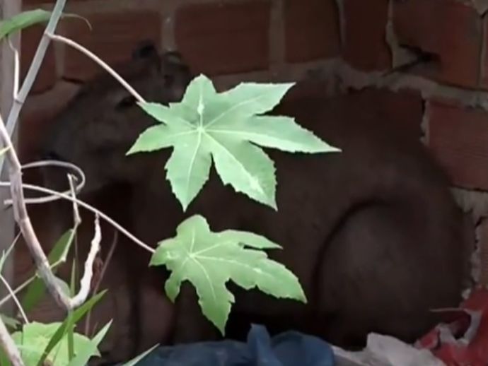 Capivara segue idoso e invade resid&ecirc;ncia em Olinda