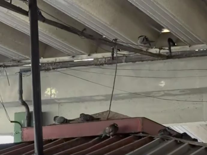 Terminal do Cais de Santa Rita vira foco de sujeira e reclama&ccedil;&otilde;es por infesta&ccedil;&atilde;o de pombos