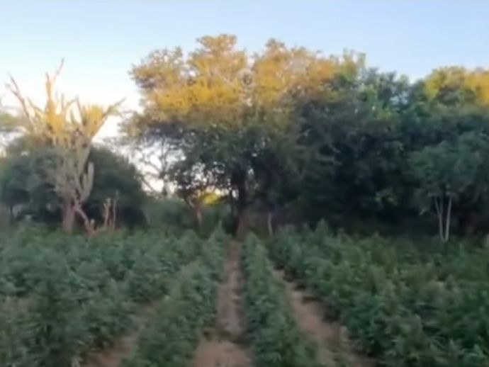 Pol&iacute;cia Federal e Militar destroem mais de 13 mil p&eacute;s de maconha no Sert&atilde;o de Pernambuco