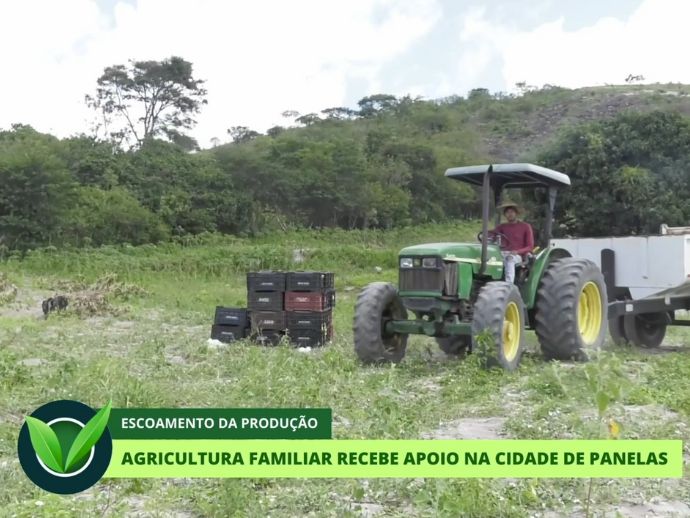 Agricultura familiar transforma vidas e fortalece a economia no Agreste de Pernambuco
