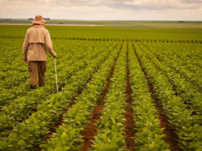 Por meio do Plano Safra, o Banco do Brasil anunciou a libera&ccedil;&atilde;o de R$ 230 bilh&otilde;es