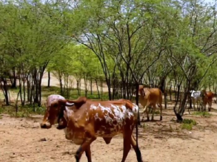 Adagro confirma foco de raiva em herbívoros em Vitória de Santo Antão