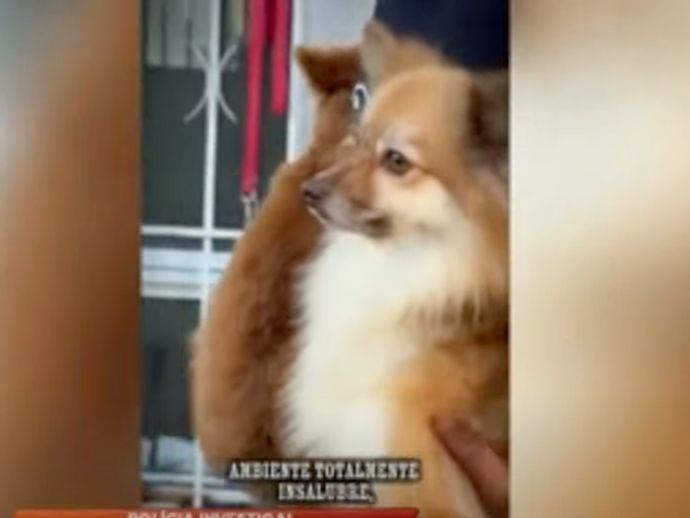 Mulher denuncia abuso de autoridade ap&oacute;s resgate de animais em situa&ccedil;&atilde;o de maus-tratos em Macei&oacute;