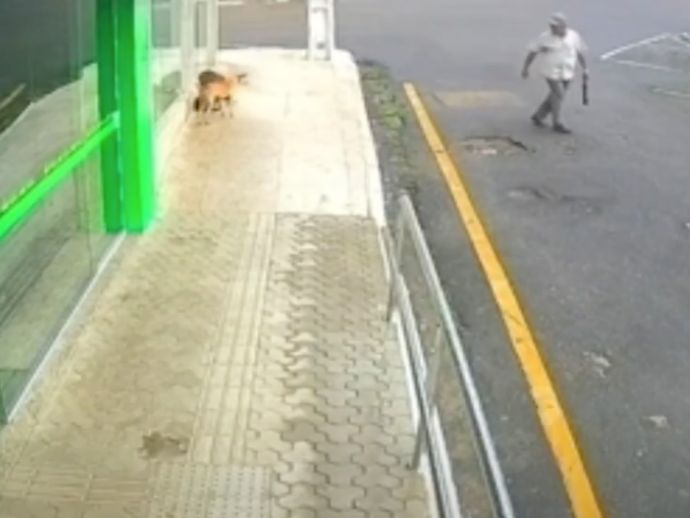 Idoso de 82 anos &eacute; preso suspeito de envenenar c&atilde;es em Palmeira dos &Iacute;ndios