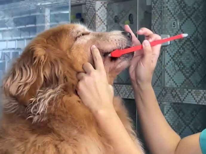 Sa&uacute;de bucal animal: saiba a Import&acirc;ncia da escova&ccedil;&atilde;o di&aacute;ria para c&atilde;es e gatos