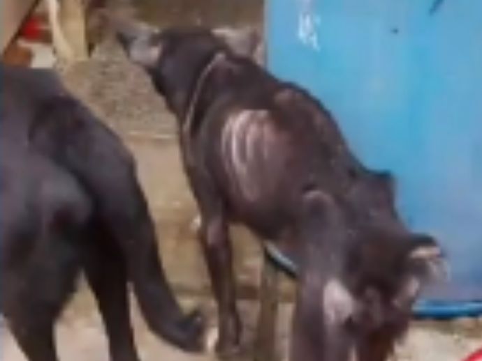 Homem &eacute; preso por maus-tratos ap&oacute;s c&atilde;es serem encontrados em condi&ccedil;&otilde;es degradantes em Paulista