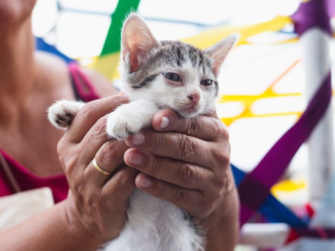 Feira de ado&ccedil;&atilde;o e vacina&ccedil;&atilde;o gratuita de c&atilde;es e gatos movimenta o Cais do Sert&atilde;o