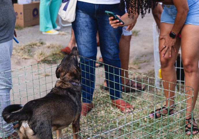 Feira de ado&ccedil;&atilde;o e vacina&ccedil;&atilde;o gratuita de c&atilde;es e gatos movimenta o Cais do Sert&atilde;o