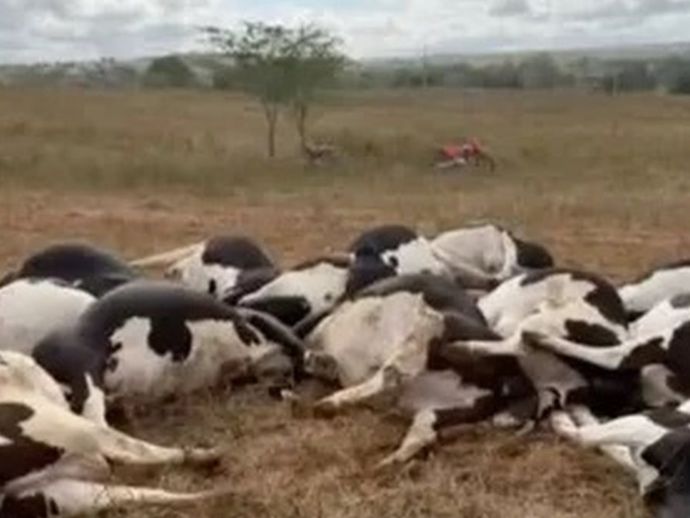Pol&iacute;cia investiga morte de 27 vacas possivelmente eletrocutadas em fazenda de Batalha