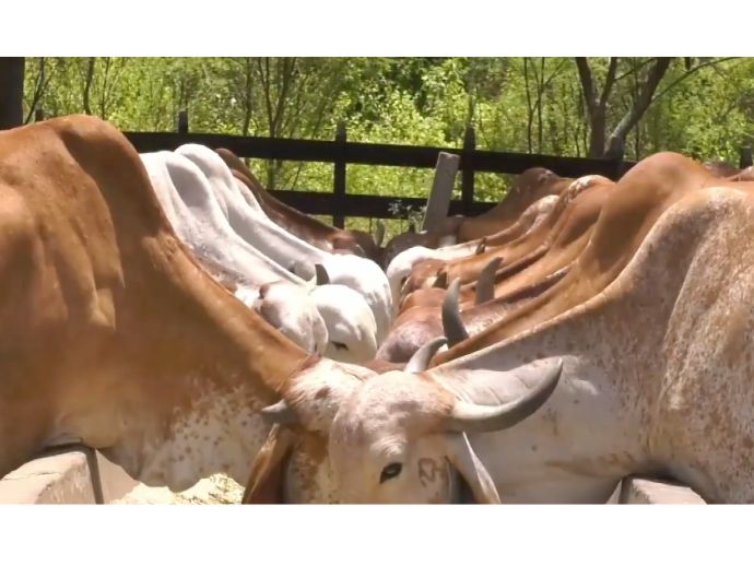 Nova regra do Ibama trava venda de gado e causa impasse na regulariza&ccedil;&atilde;o ambiental