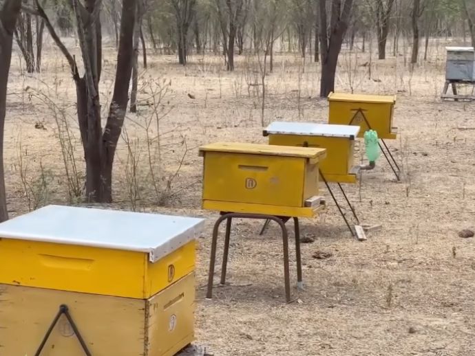 Ibimirim amplia produ&ccedil;&atilde;o de mel com novos equipamentos e apoio do Governo de Pernambuco