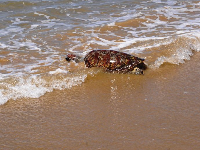 IMA refor&ccedil;a cuidados com fauna marinha em Alagoas