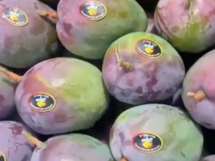Exporta&ccedil;&otilde;es de frutas do Vale do S&atilde;o Francisco ganham novo f&ocirc;lego com fim da tarifa nos EUA