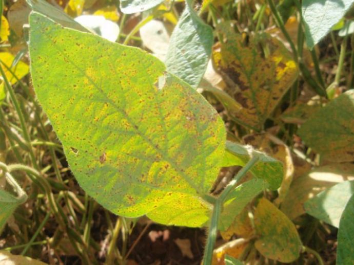 Adeal inicia vazio sanit&aacute;rio da soja em Alagoas a partir de 10 de janeiro