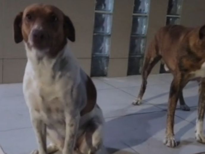 C&atilde;es s&atilde;o envenenados e encontrados mortos em loteamento de Caruaru