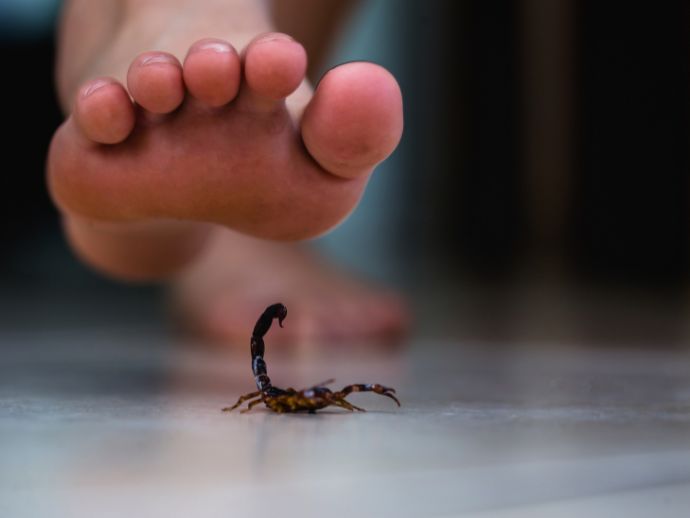 Sesau refor&ccedil;a orienta&ccedil;&otilde;es para prevenir acidentes com escorpi&otilde;es durante o ver&atilde;o