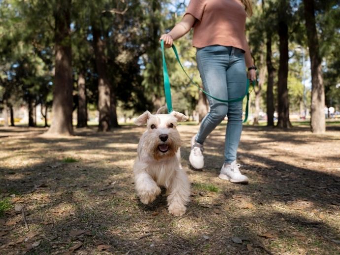 Col&ocirc;nia de f&eacute;rias para pets ganha procura durante recesso escolar