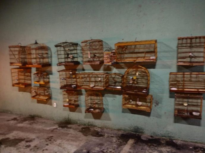 Pol&iacute;cia Ambiental resgata 27 aves silvestres mantidas em cativeiro ilegal em quatro munic&iacute;pios