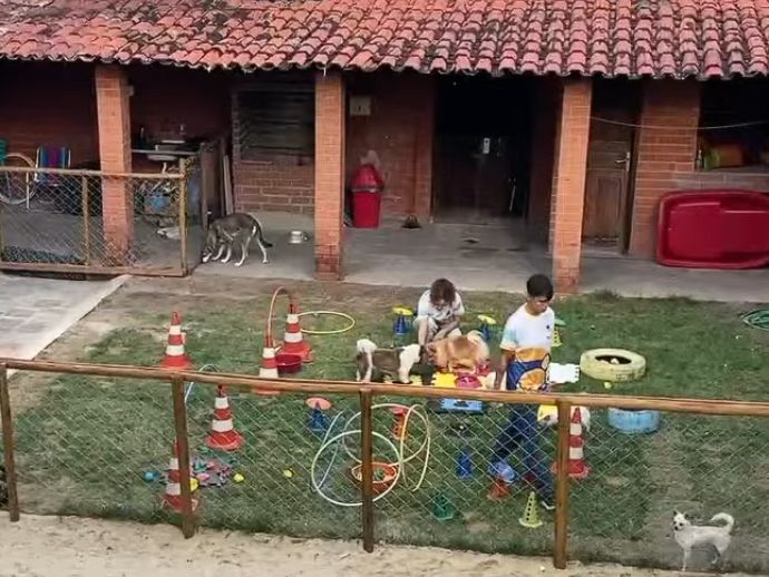 Hot&eacute;is e creches para pets viram alternativa segura para tutores que precisam viajar