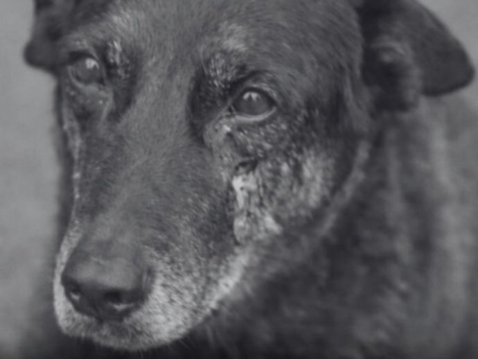 Pol&iacute;cia apreende celulares de adolescentes investigados por morte de cachorro em SC