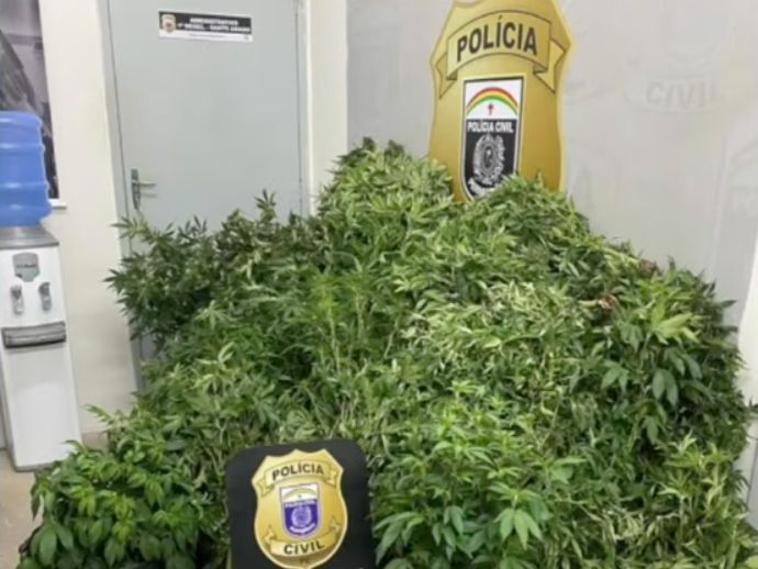 Advogado &eacute; preso suspeito de manter laborat&oacute;rio de cultivo de maconha em Jaboat&atilde;o