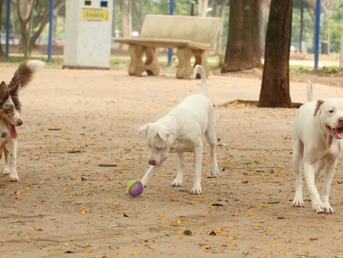 Estatuto dos C&atilde;es e Gatos prev&ecirc; penas para quem maltratar animais