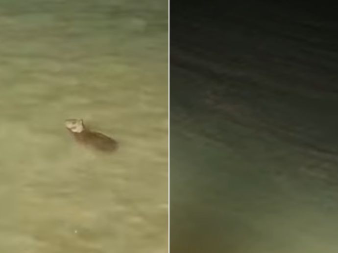 Arraias e capivara surpreendem moradores na Praia de Casa Caiada