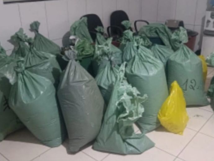 A&ccedil;&atilde;o policial retira 241 kg de maconha de circula&ccedil;&atilde;o no Agreste