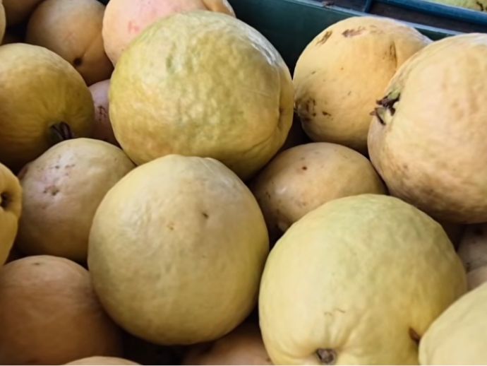 Agricultores comemoram crescimento da produ&ccedil;&atilde;o de goiaba em S&atilde;o Vicente Ferrer
