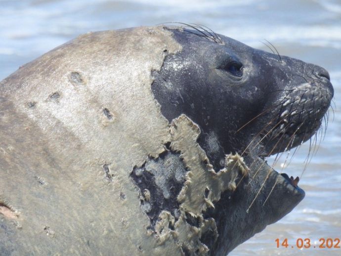 Elefante-marinho em Macei&oacute;: popula&ccedil;&atilde;o deve evitar aproxima&ccedil;&atilde;o, alerta Alurb
