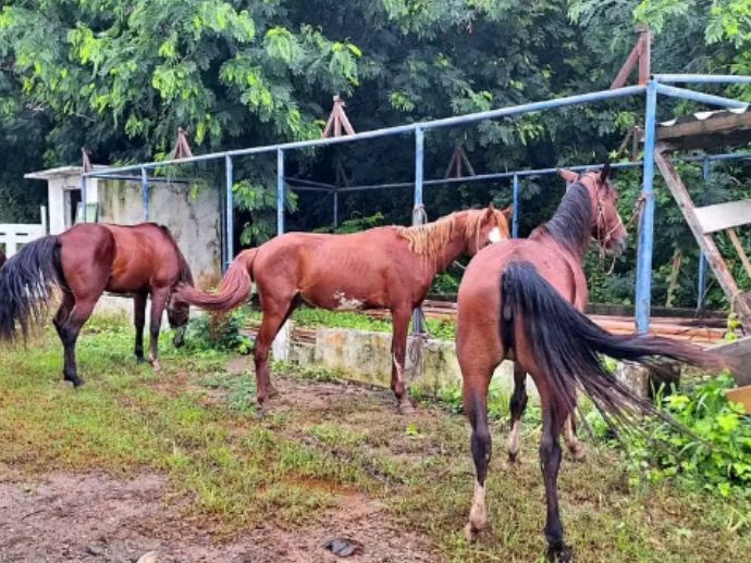 Cavalos s&atilde;o apreendidos em &aacute;rea de prote&ccedil;&atilde;o ambiental, em Fernando de Noronha