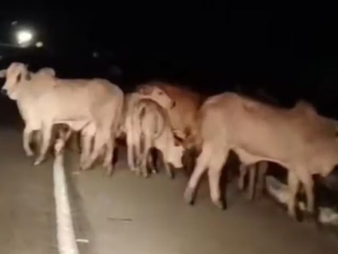 Manada com mais de 50 bois &eacute; retirada da BR-101 pela PRF em Goiana
